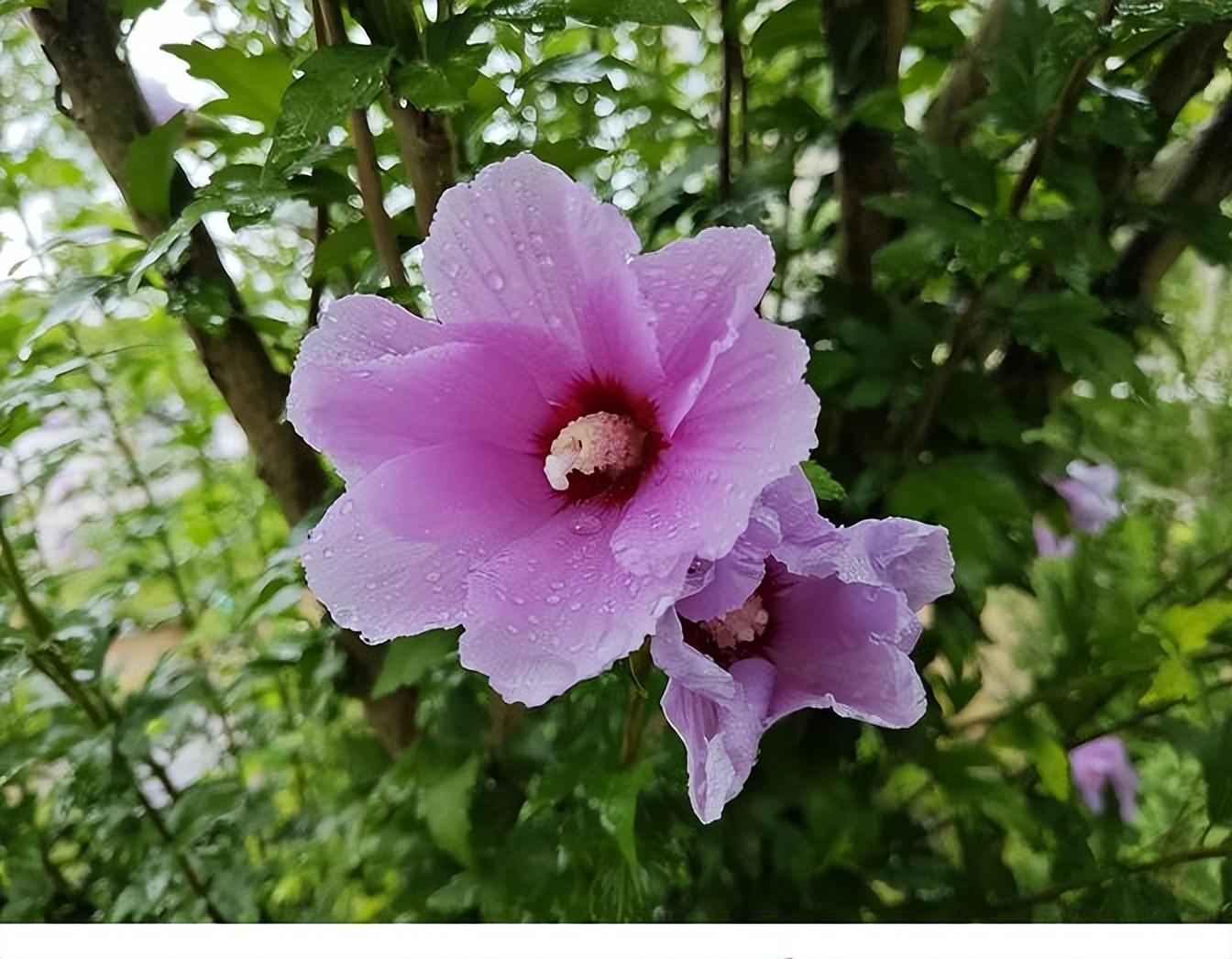 小米13:香了一年,現(xiàn)在更香了?