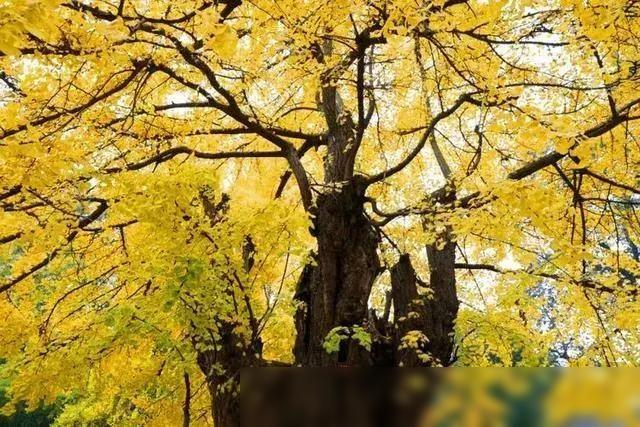 “早霜降凍死牛,晚霜降暖烘烘”,23號霜降,今年霜降是早是晚?
