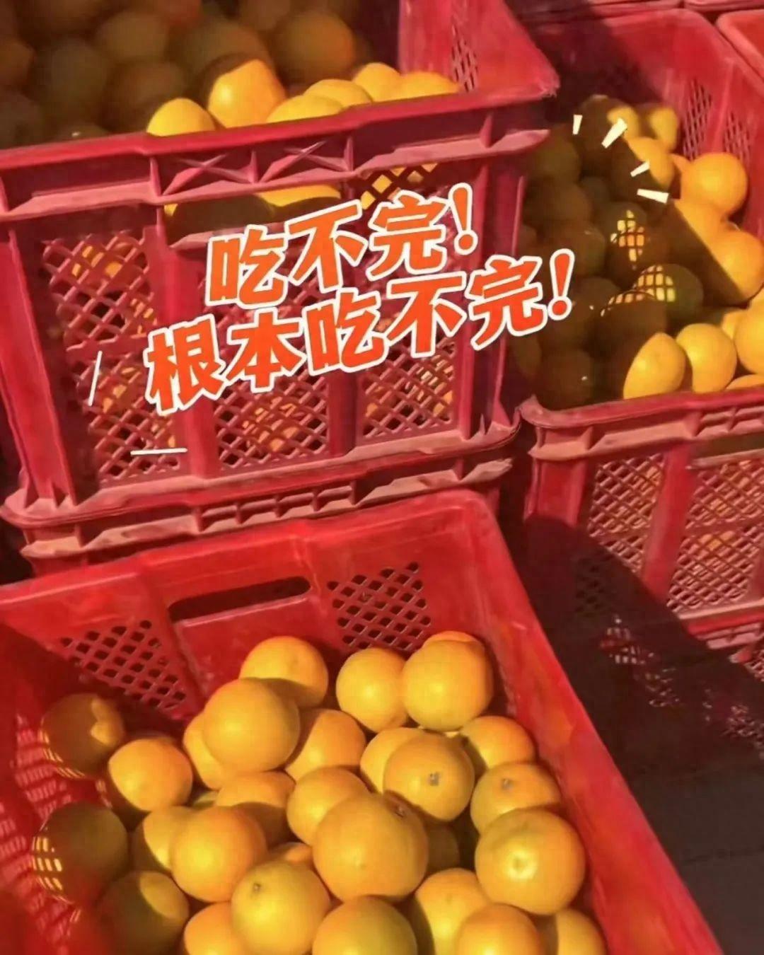 吃不完,根本吃不完!云南一高校給全體師生發褚橙,網友:俺也想要